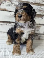 Blue - Flashy Phantom Merle , a male Poodle - Multi-Colored Standard and Poodle - Standard  for sale in Austin, TX – Photo 8 of 9