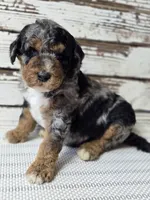 Blue - Flashy Phantom Merle , a male Poodle - Multi-Colored Standard and Poodle - Standard  for sale in Austin, TX – Photo 4 of 9