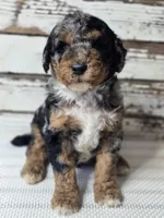 Blue - Flashy Phantom Merle , a male Poodle - Multi-Colored Standard and Poodle - Standard  for sale in Austin, TX – Photo 5 of 9