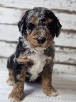 Blue - Flashy Phantom Merle , a male Poodle - Multi-Colored Standard and Poodle - Standard  for sale in Austin, TX – Photo 2 of 9