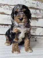 Blue - Flashy Phantom Merle , a male Poodle - Multi-Colored Standard and Poodle - Standard  for sale in Austin, TX – Photo 6 of 9
