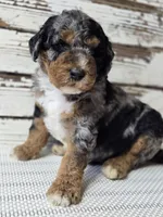 Blue - Flashy Phantom Merle , a male Poodle - Multi-Colored Standard and Poodle - Standard  for sale in Austin, TX – Photo 9 of 9
