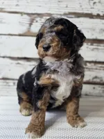 Blue - Flashy Phantom Merle , a male Poodle - Multi-Colored Standard and Poodle - Standard  for sale in Austin, TX – Photo 3 of 9