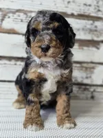 Blue - Flashy Phantom Merle , a male Poodle - Multi-Colored Standard and Poodle - Standard  for sale in Austin, TX – Photo 7 of 9