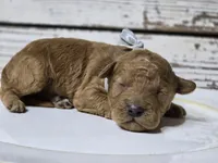 Chili , a male Goldendoodle for sale in Elgin, TX – Photo 2 of 6