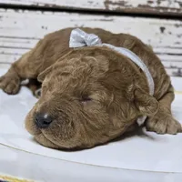 Chili , a male Goldendoodle for sale in Austin, TX – Photo 1 of 6