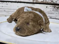 Chili , a male Goldendoodle for sale in Elgin, TX – Photo 1 of 6