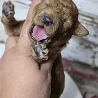 Chili , a male Goldendoodle for sale in Austin, TX – Photo 3 of 6