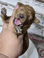 Chili , a male Goldendoodle for sale in Elgin, TX – Photo 3 of 6