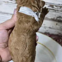 Chili , a male Goldendoodle for sale in Austin, TX – Photo 4 of 6