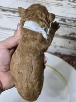 Chili , a male Goldendoodle for sale in Elgin, TX – Photo 4 of 6