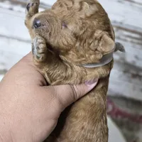 Chili , a male Goldendoodle for sale in Austin, TX – Photo 6 of 6