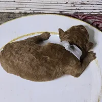 Chili , a male Goldendoodle for sale in Austin, TX – Photo 5 of 6