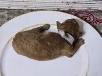 Chili , a male Goldendoodle for sale in Elgin, TX – Photo 5 of 6