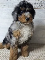 Marbella Blue Eye Cutie , a female Poodle - Multi-Colored Standard for sale in Austin, TX – 3 of 8