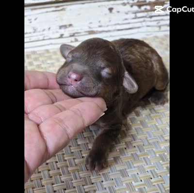 Whiskey TINY TOY BERNEDOODLE , a male Miniature Bernedoodle for sale in Austin, TX – 9 of 9