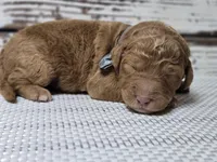 Loki, a male Goldendoodle for sale in Austin, TX – Photo 7 of 10