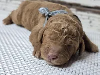 Loki, a male Goldendoodle for sale in Austin, TX – Photo 8 of 10