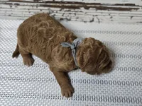 Loki, a male Goldendoodle for sale in Austin, TX – Photo 10 of 10