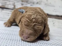 Loki, a male Goldendoodle for sale in Austin, TX – Photo 5 of 10