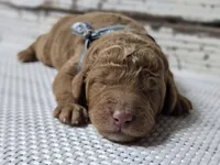 Loki, a male Goldendoodle for sale in Austin, TX – Photo 6 of 10