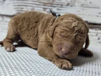 Loki, a male Goldendoodle for sale in Austin, TX – Photo 4 of 10