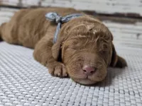 Loki, a male Goldendoodle for sale in Austin, TX – Photo 3 of 10