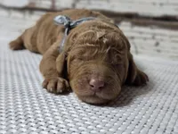 Loki, a male Goldendoodle for sale in Austin, TX – Photo 1 of 10