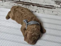 Loki, a male Goldendoodle for sale in Austin, TX – Photo 9 of 10