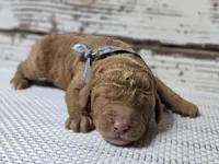 Loki, a male Goldendoodle for sale in Austin, TX – Photo 2 of 10