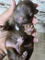 Whiskey TINY TOY BERNEDOODLE , a male Miniature Bernedoodle for sale in Austin, TX – 5 of 9