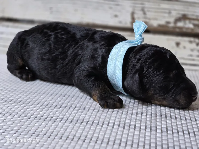 Phantom Boy  – Poodle - Standard  puppy for sale in Austin, TX