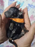 Phantom Boy , a male Poodle - Standard  for sale in Austin, TX – Photo 3 of 3