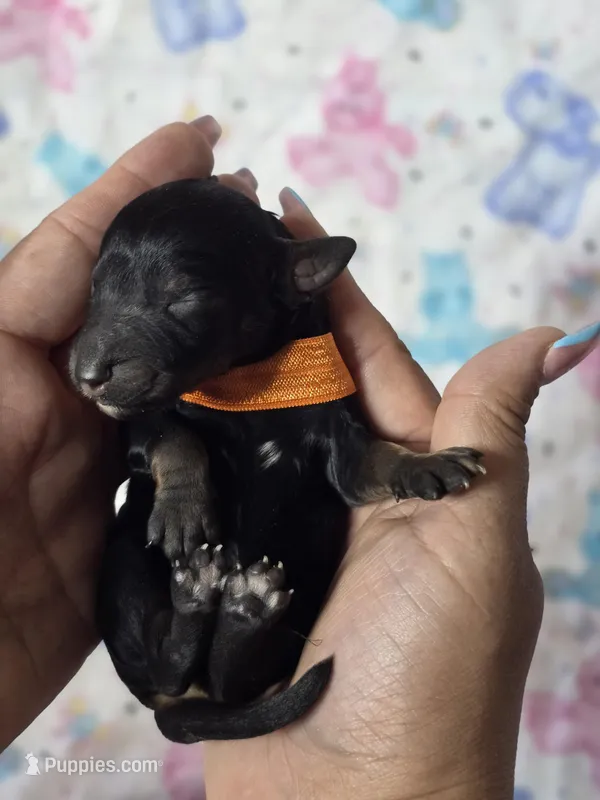 Phantom Boy  – Poodle - Standard  puppy for sale in Austin, TX