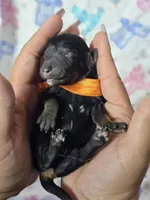 Phantom Boy , a male Poodle - Standard  for sale in Austin, TX – Photo 2 of 3