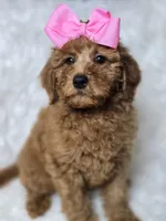 Lilly -Mini , a female Miniature Goldendoodle for sale in Austin, TX – 6 of 6