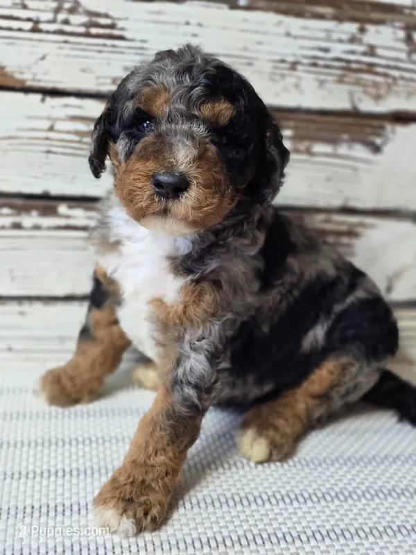 Blue - Flashy Phantom Merle  – Poodle - Multi-Colored Standard, Poodle - Standard  puppy for sale in Austin, TX