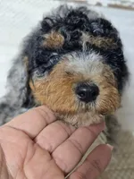 Marbella Blue Eye Cutie , a female Poodle - Multi-Colored Standard for sale in Austin, TX – 5 of 8