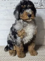 Marbella Blue Eye Cutie , a female Poodle - Multi-Colored Standard for sale in Austin, TX – 4 of 8