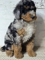Marbella Blue Eye Cutie , a female Poodle - Multi-Colored Standard for sale in Austin, TX – 8 of 8