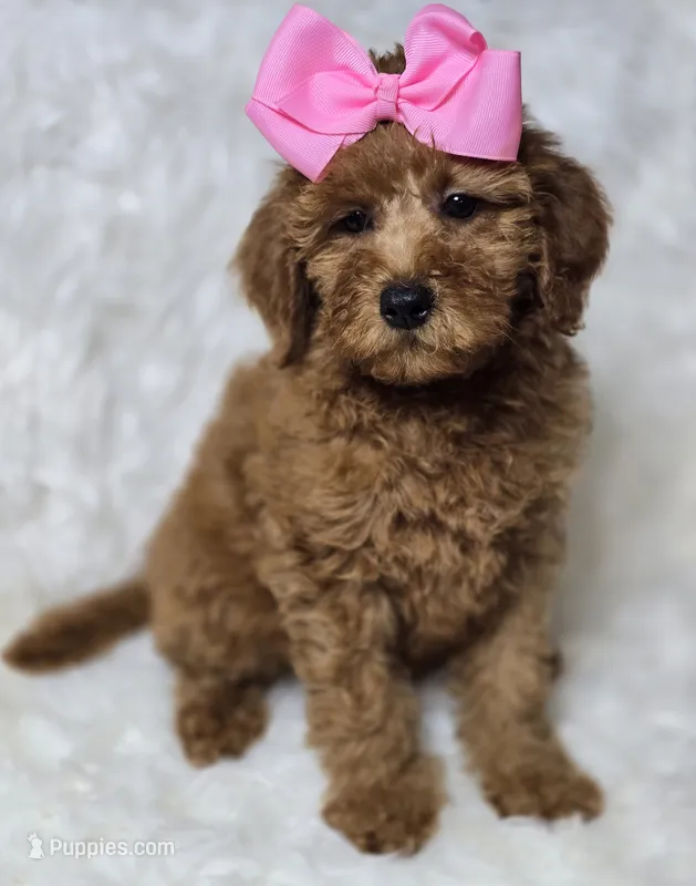 Lilly -Mini  – Miniature Goldendoodle puppy for sale in Austin, TX