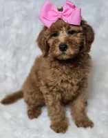 Lilly -Mini , a female Miniature Goldendoodle for sale in Austin, TX – 1 of 6