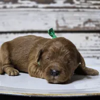 Rusty, a male Goldendoodle for sale in Austin, TX – Photo 6 of 8
