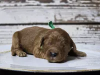 Rusty, a male Goldendoodle for sale in Elgin, TX – Photo 6 of 8