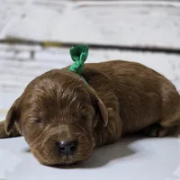 Rusty, a male Goldendoodle for sale in Austin, TX – Photo 4 of 8