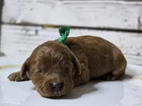 Rusty, a male Goldendoodle for sale in Elgin, TX – Photo 4 of 8