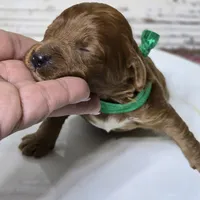 Rusty, a male Goldendoodle for sale in Austin, TX – Photo 5 of 8