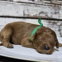 Rusty, a male Goldendoodle for sale in Austin, TX – Photo 7 of 8