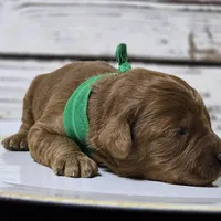 Rusty, a male Goldendoodle for sale in Austin, TX – Photo 8 of 8