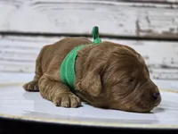 Rusty, a male Goldendoodle for sale in Elgin, TX – Photo 8 of 8